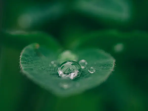 緑の丸い葉っぱの上に水滴が載っている写真