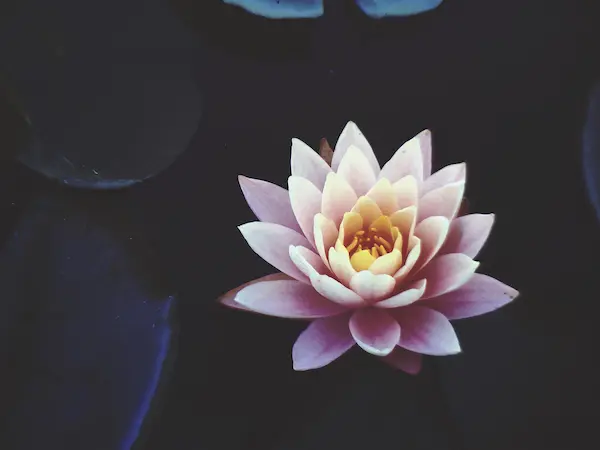水ぬえに薄いピンクのハスの花が咲いている写真