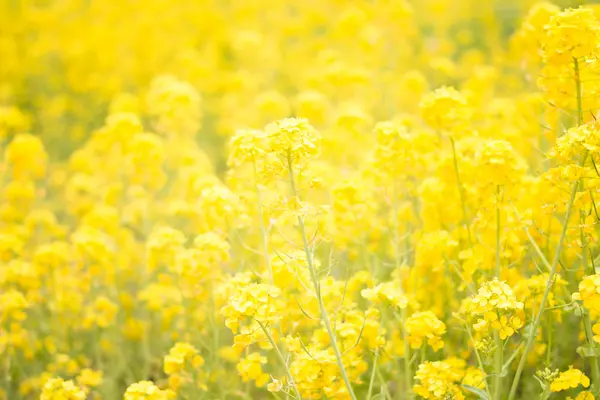 なの花畑の写真